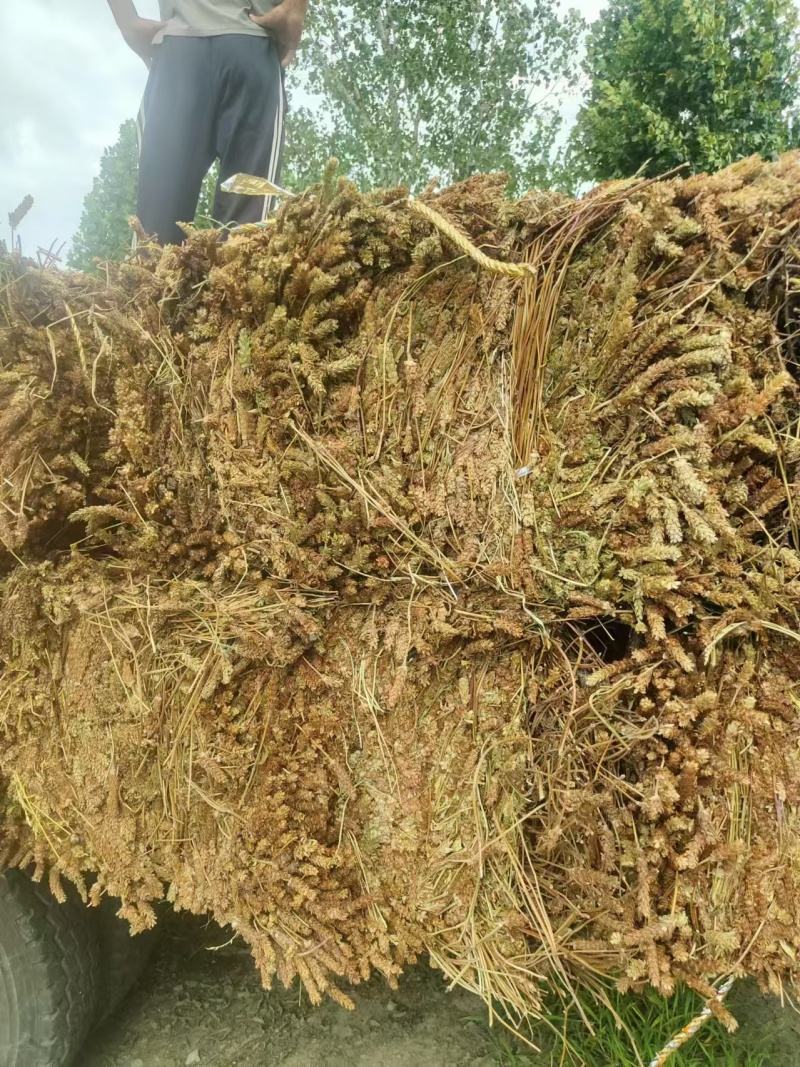 夏枯草，产地直发，货源保证，全年供货可视频看货