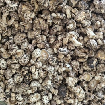 【精品】湖北精品花菇椴木小花菇花菇香菇品质保障欢迎