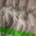 【推荐】长腿八爪鱼对接全国可视频看货欢迎下单咨询