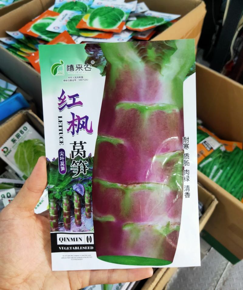 耐寒红莴笋种子中国红挂丝红莴笋种子香莴笋莴苣种子农户用