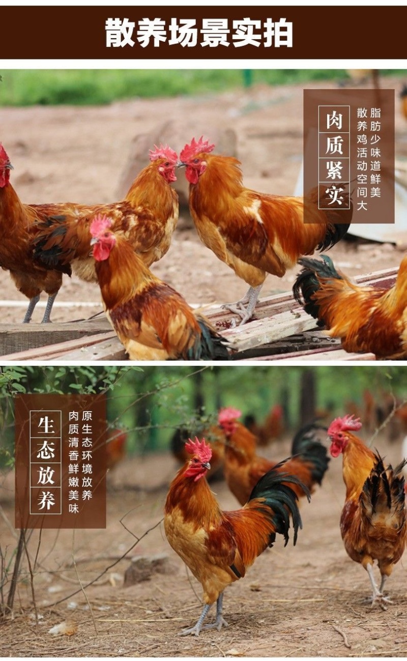 【包邮】白条鸡活鸡公鸡农村散养大公鸡现杀土鸡新鲜鸡肉整只