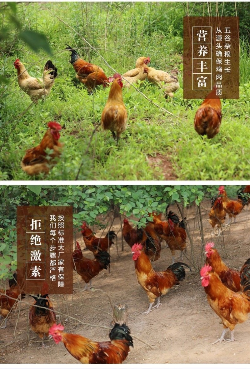 【包邮】白条鸡活鸡公鸡农村散养大公鸡现杀土鸡新鲜鸡肉整只