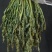 现货盐渍香椿，全国接单，各规格都有。