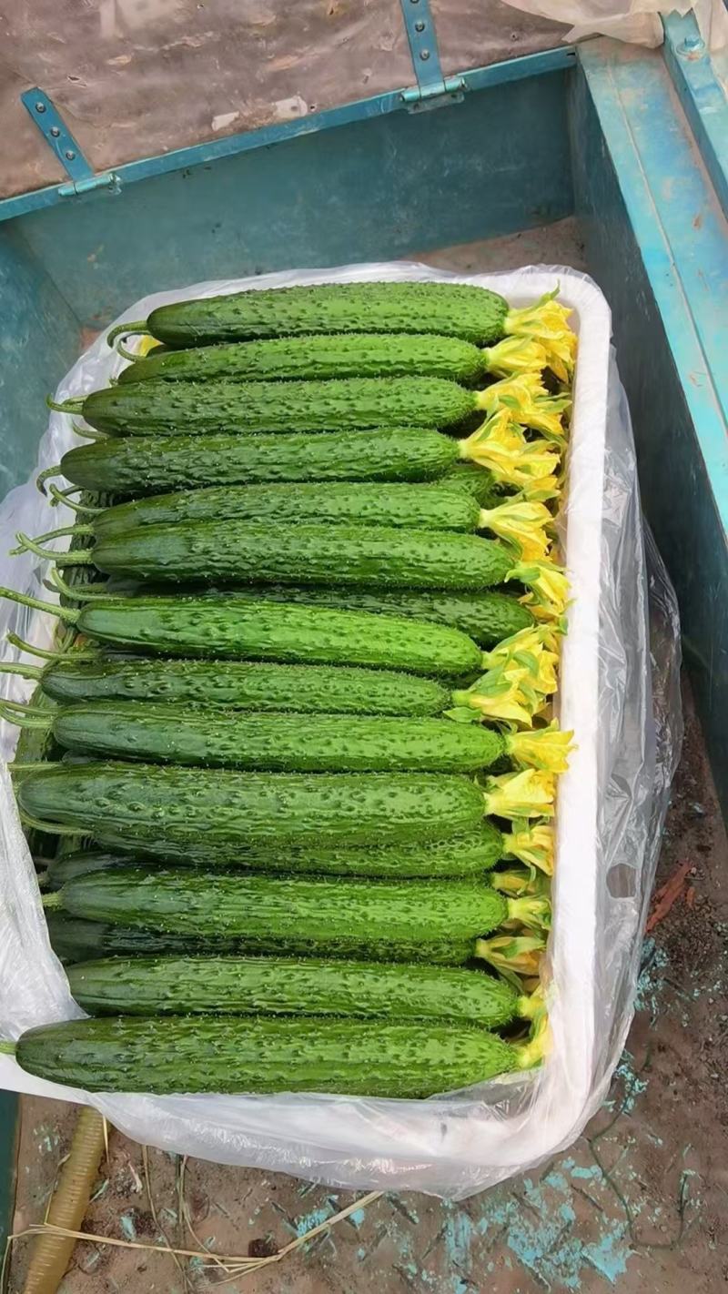 短把密刺鲜花油亮新鲜黄瓜现货量大从优质量保证