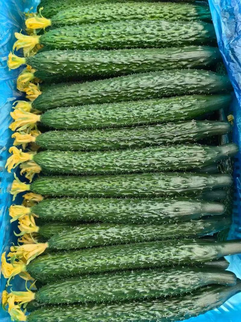 短把密刺鲜花油亮新鲜黄瓜现货量大从优质量保证