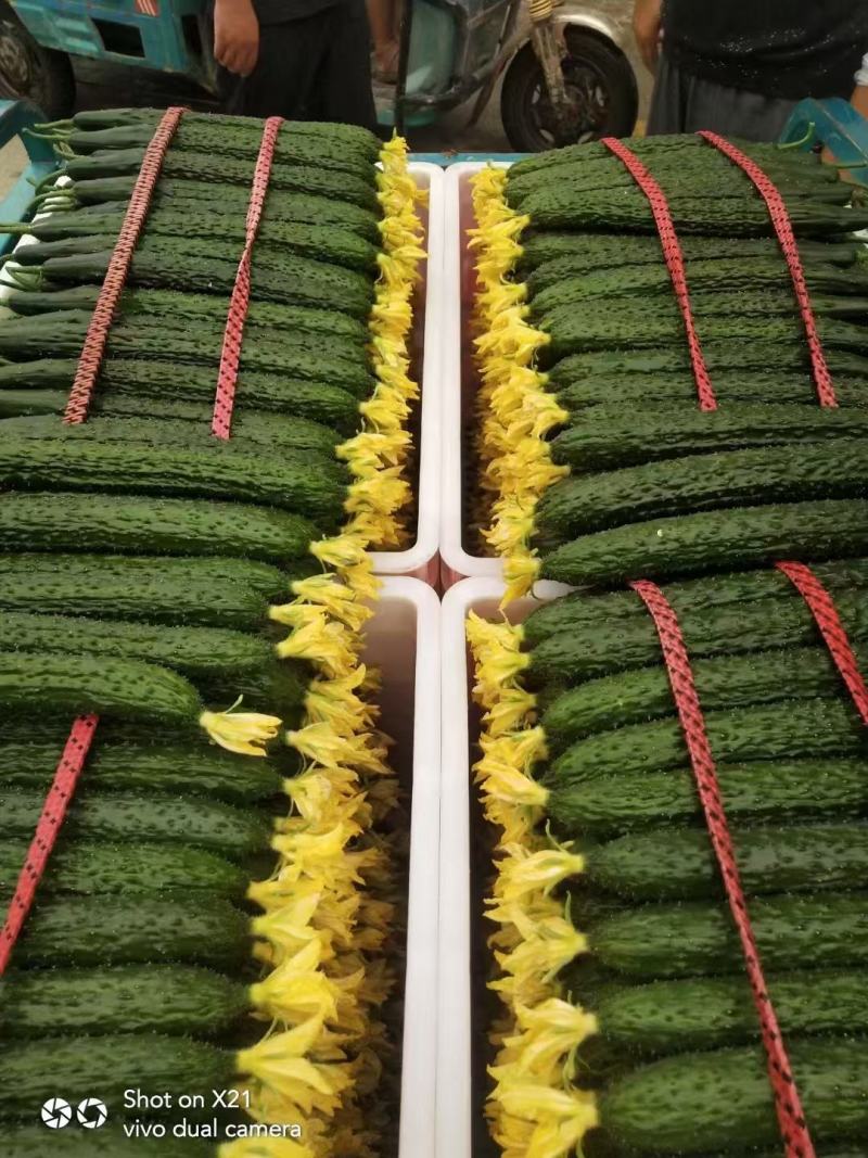 短把密刺鲜花油亮新鲜黄瓜现货量大从优质量保证