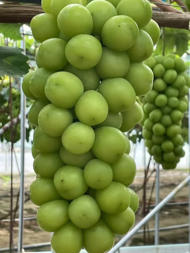 辽南阳光玫瑰
