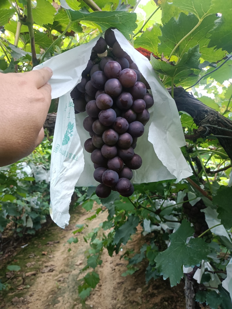 辽宁巨峰已经大量上市，欢迎全国客商前来选购。