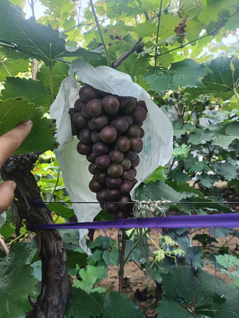 辽宁巨峰已经大量上市，欢迎全国客商前来选购。