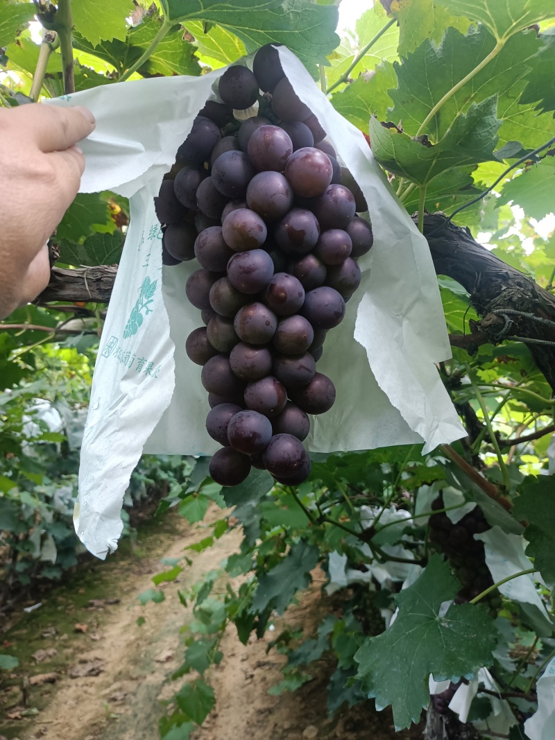 辽宁巨峰已经大量上市，欢迎全国客商前来选购。