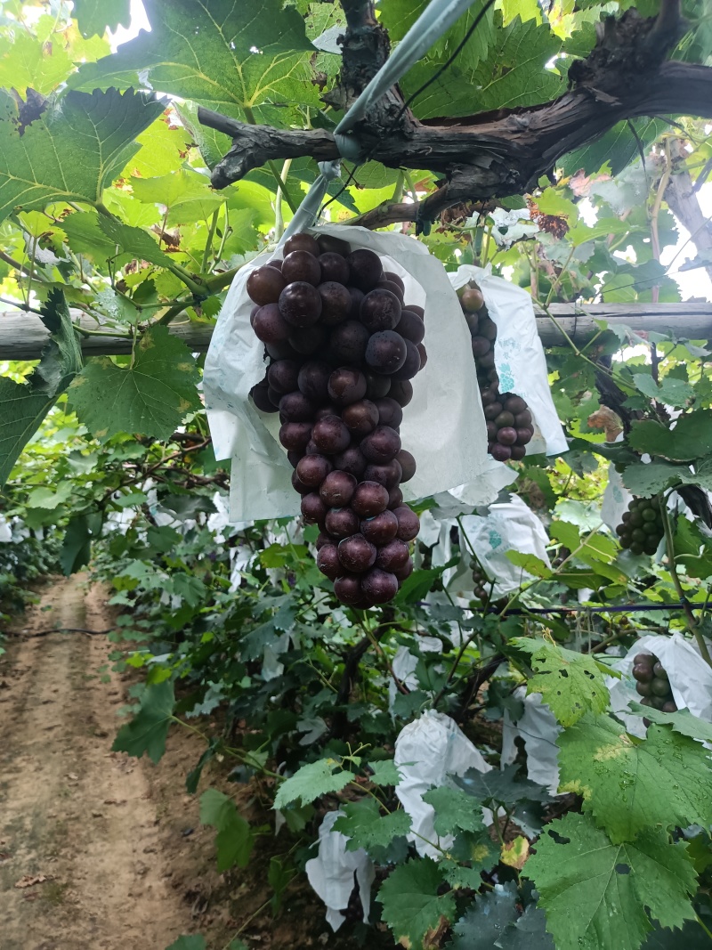 辽宁巨峰已经大量上市，欢迎全国客商前来选购。