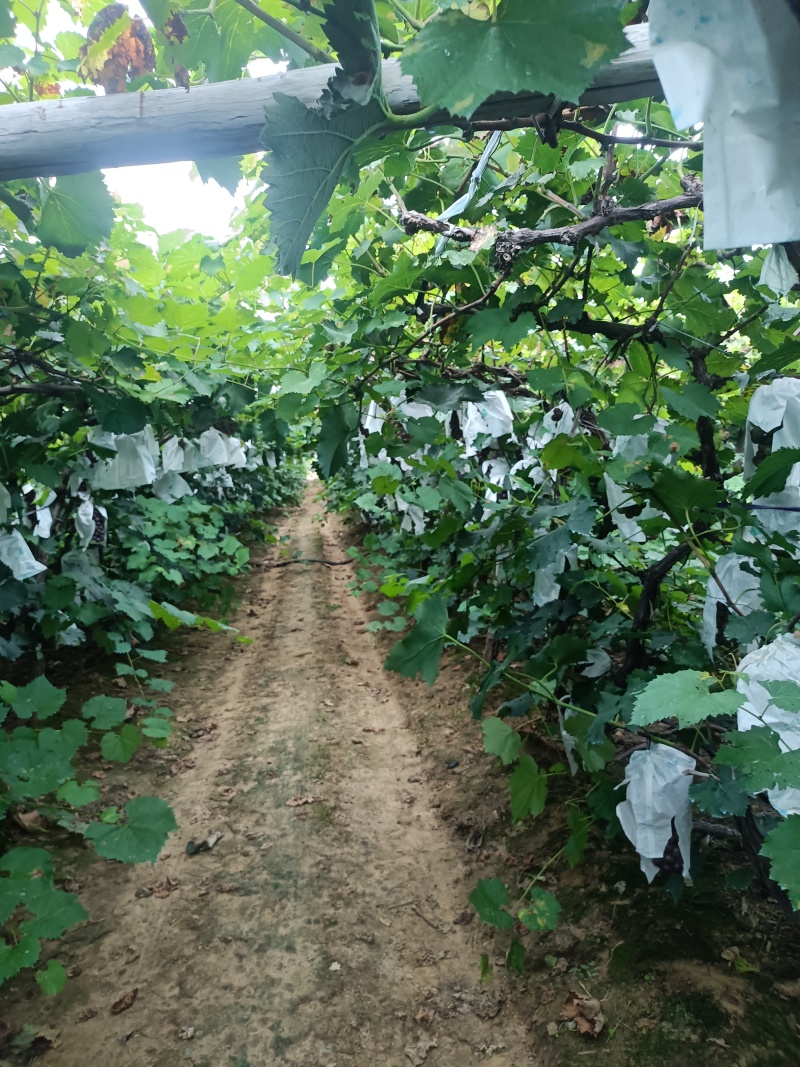 辽宁巨峰已经大量上市，欢迎全国客商前来选购。