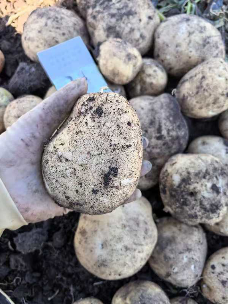 【精品土豆】大西洋土豆，基地现货直发，对接电商，市场商超