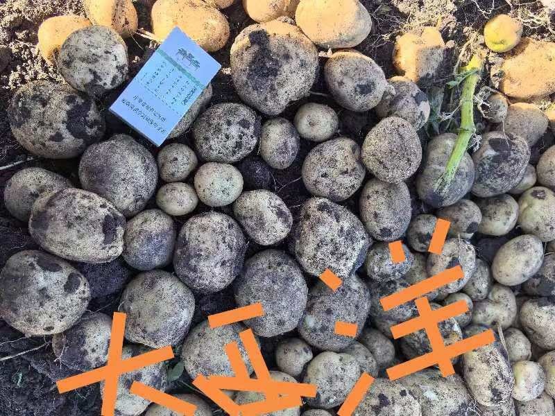 【精品土豆】大西洋土豆，基地现货直发，对接电商，市场商超