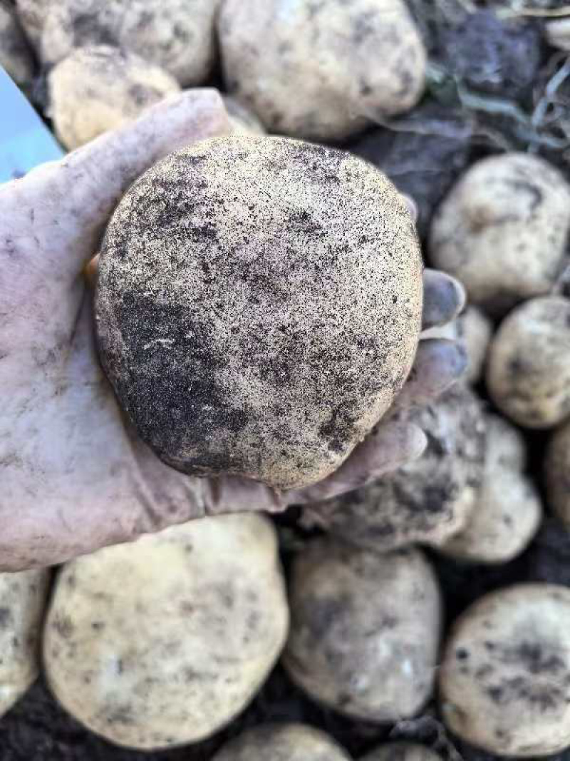 【精品土豆】大西洋土豆，基地现货直发，对接电商，市场商超