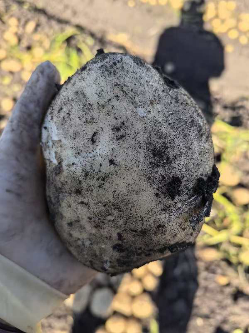【精品土豆】大西洋土豆，基地现货直发，对接电商，市场商超