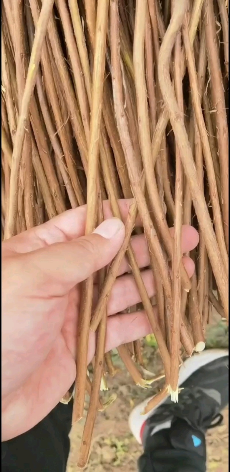 雪柳，干枝雪柳，珍珠绣线菊量大质优价格优惠欢迎咨询