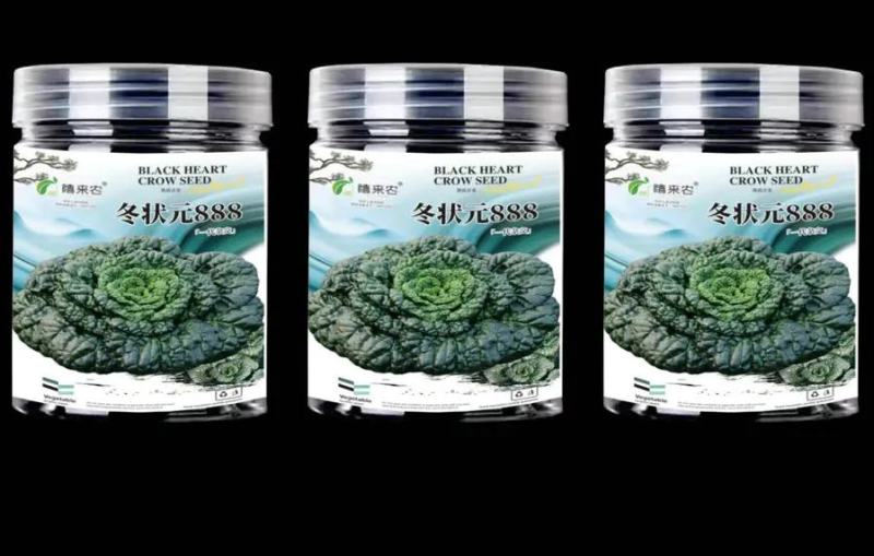 黑心乌菜种子黑油菜乌塌菜种籽黄心乌耐寒抗病高产秋季播蔬菜