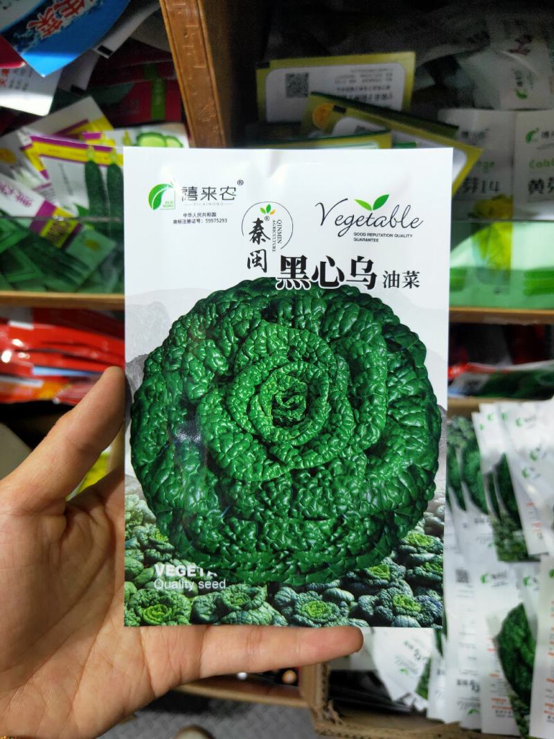 黑心乌菜种子黑油菜乌塌菜种籽黄心乌耐寒抗病高产秋季播蔬菜