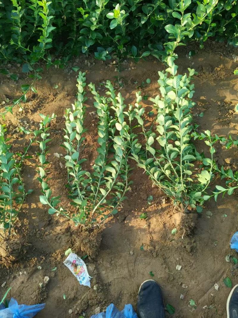 卫矛，基地直销，大量现货供应中，量大从优