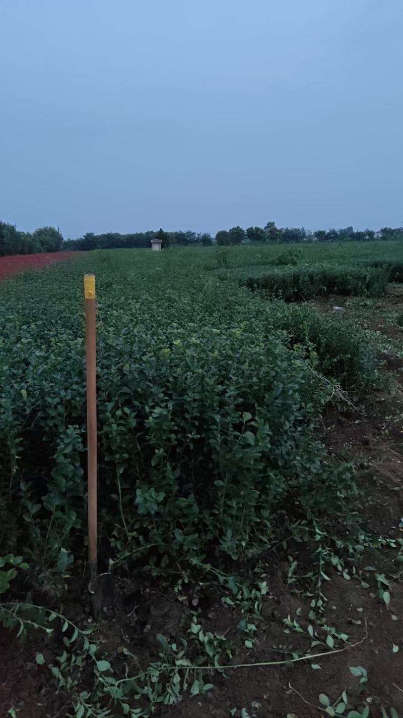 卫矛，基地直销，大量现货供应中，量大从优