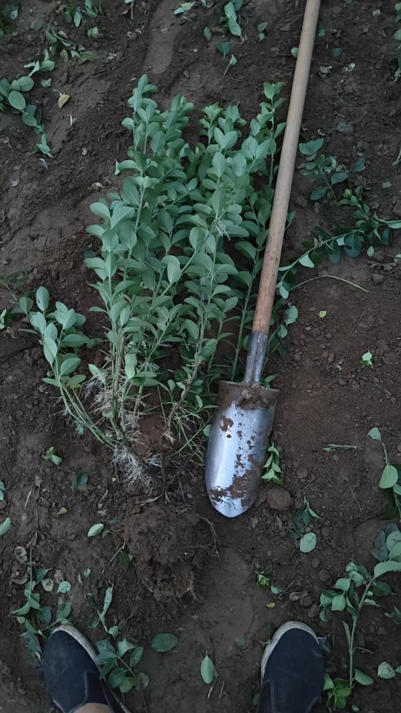 卫矛，基地直销，大量现货供应中，量大从优