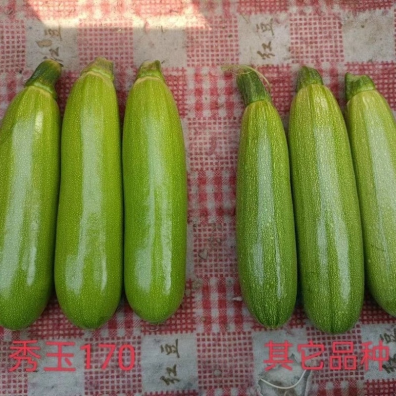 秀玉170西葫芦品种种子，油绿色，春秋种子品种种子