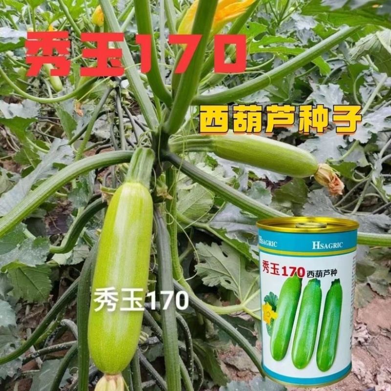 秀玉170西葫芦品种种子，油绿色，春秋种子品种种子