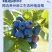 100%NFC蓝莓原汁，护眼神器一袋喝掉158颗蓝莓