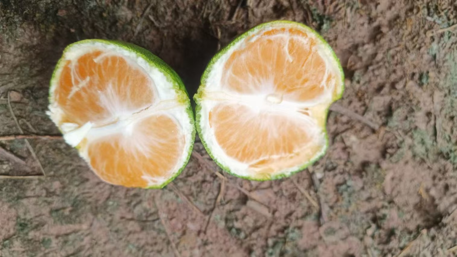清香蜜橘果实特写