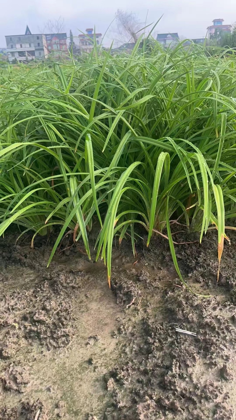地被常绿萱草芽苗、120杯基地有量、价优，欢迎订购。
