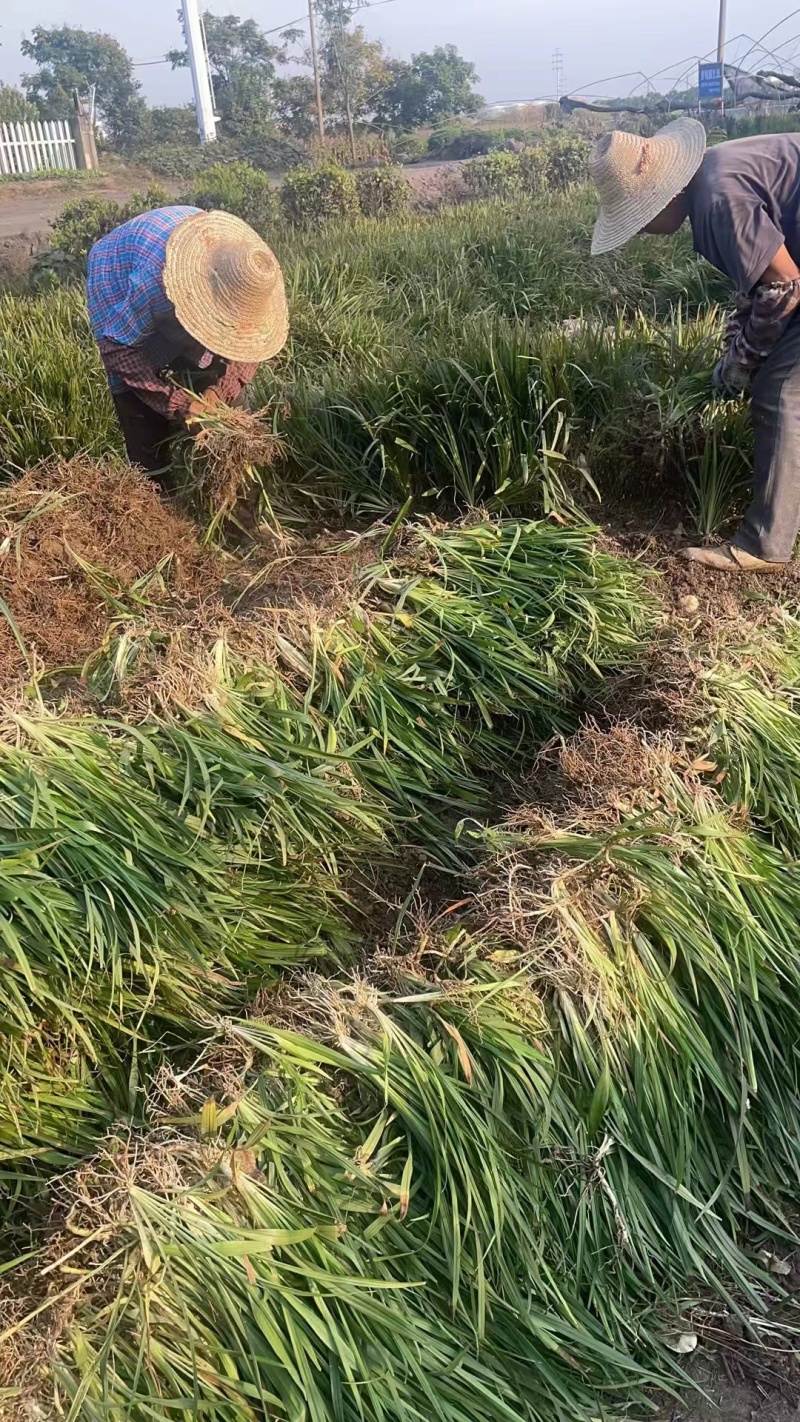 地被常绿萱草芽苗、120杯基地有量、价优，欢迎订购。