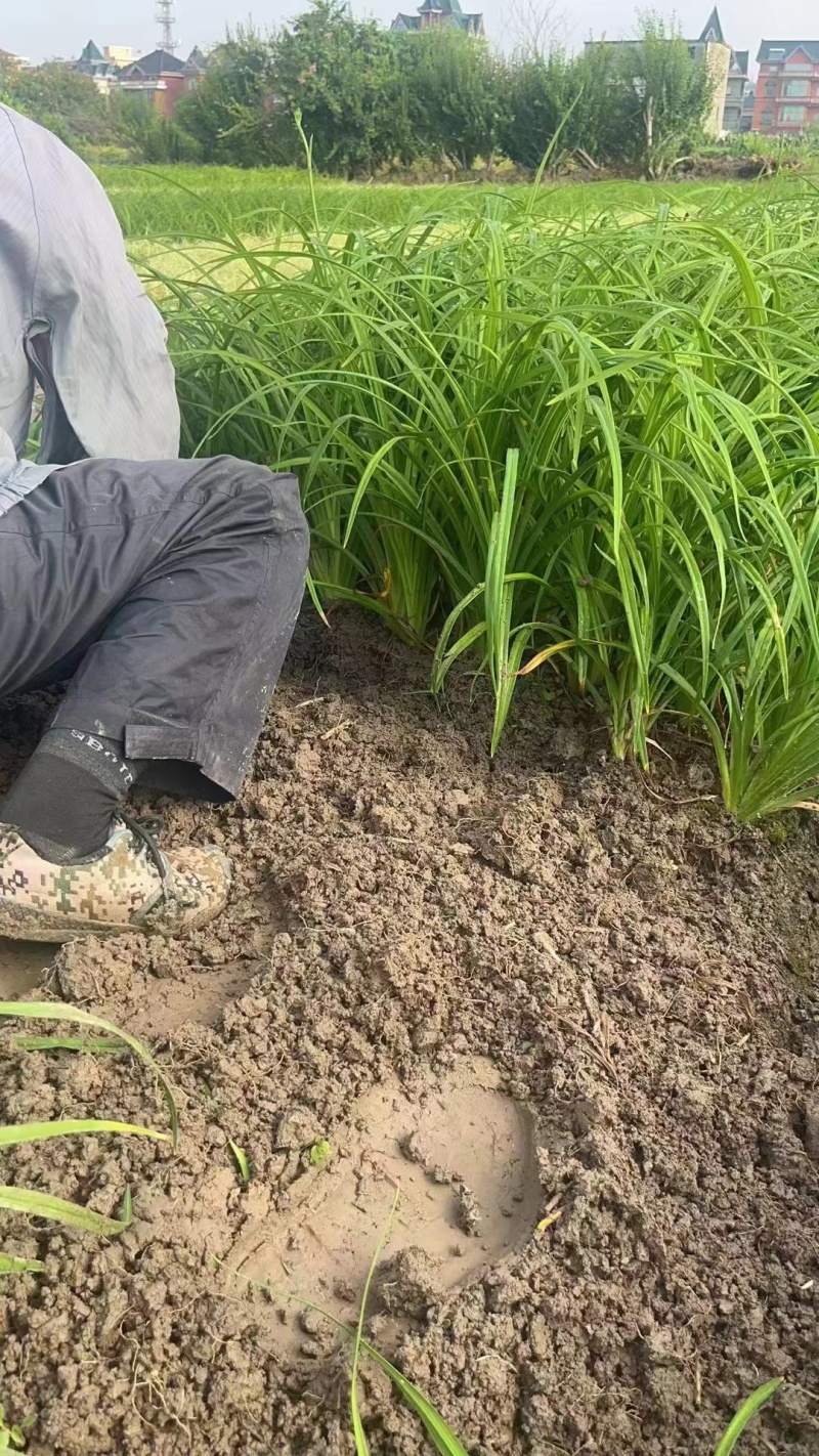 地被常绿萱草芽苗、120杯基地有量、价优，欢迎订购。