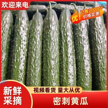 精品黄瓜密刺黄瓜产地供应诚信经营对接全国欢迎咨询
