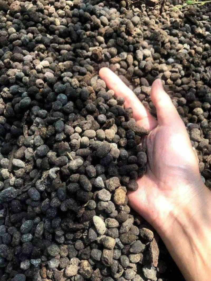 安徽纯羊粪羊粪蛋大量出售量大从优可视频看货常年供