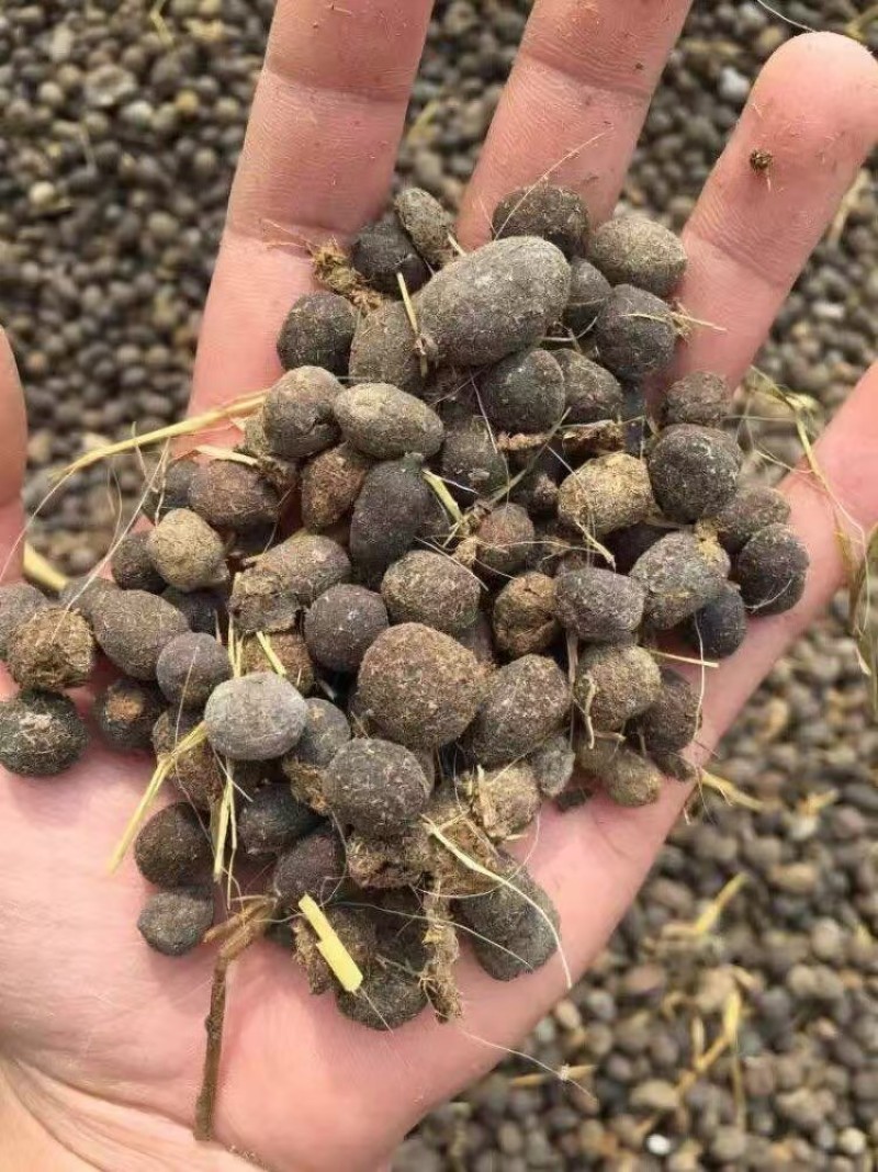 安徽纯羊粪羊粪蛋大量出售量大从优可视频看货常年供
