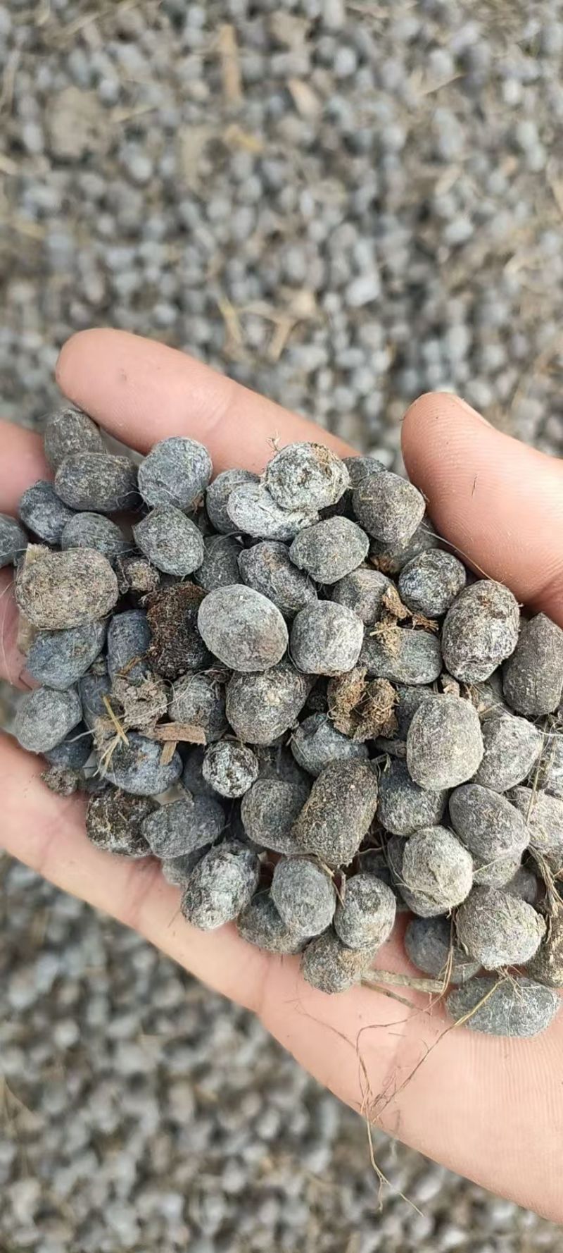安徽纯羊粪羊粪蛋大量出售量大从优可视频看货常年供