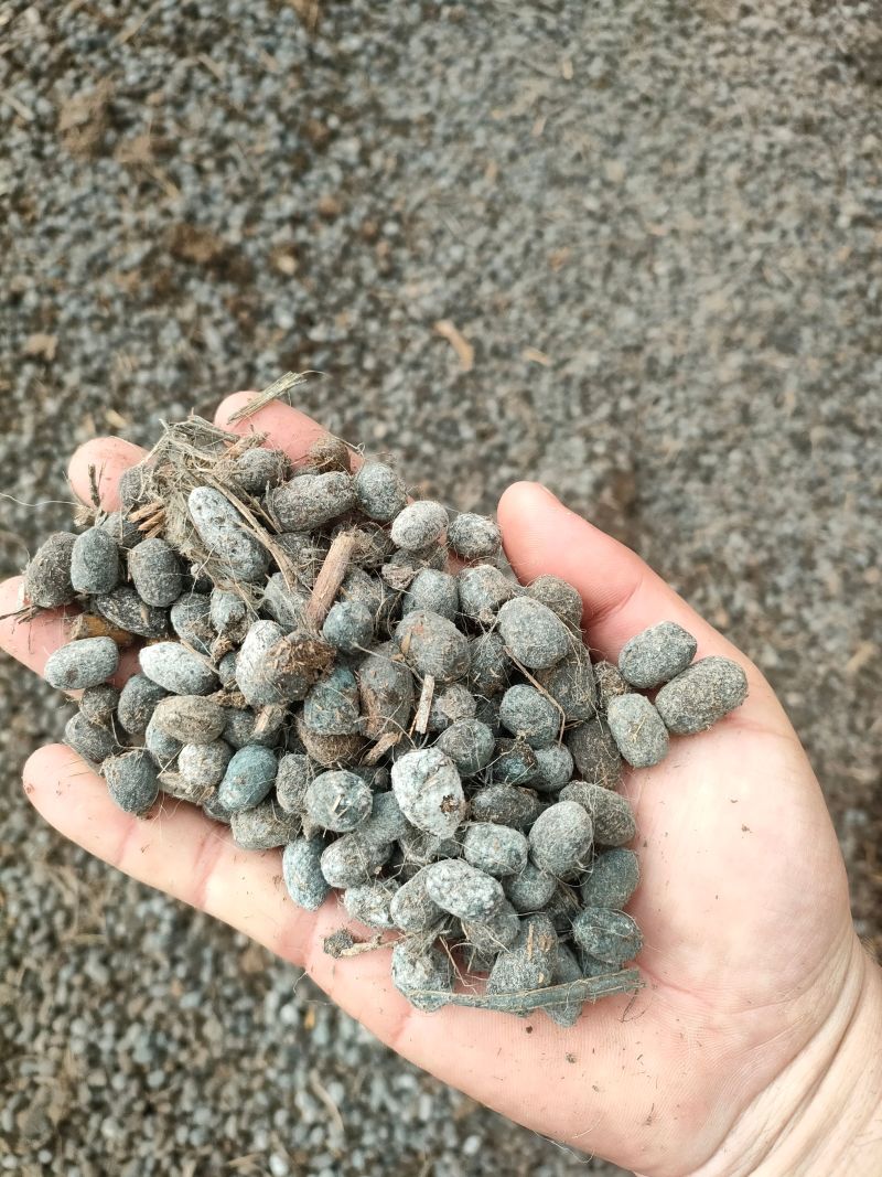 安徽纯羊粪羊粪蛋大量出售量大从优可视频看货常年供