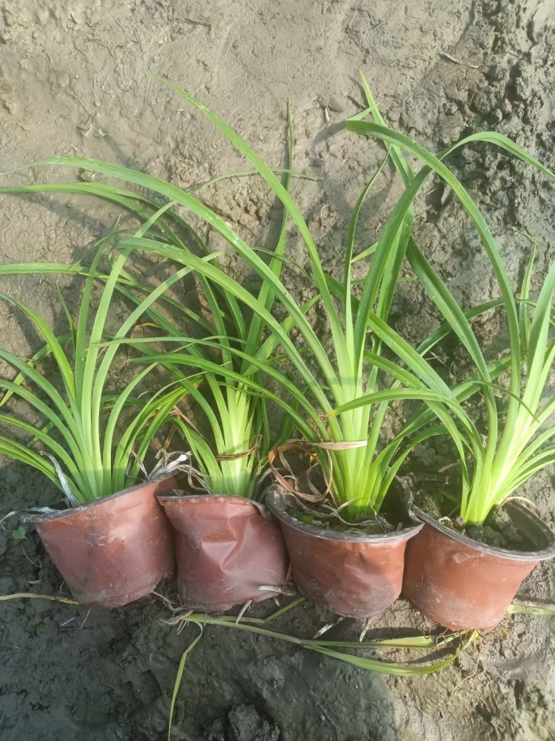 地被常绿萱草芽苗、120杯基地有量、价优，欢迎订购。