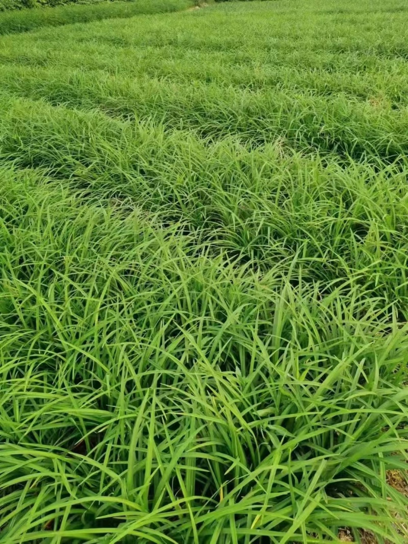 地被常绿萱草芽苗、120杯基地有量、价优，欢迎订购。