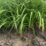 地被常绿萱草芽苗、120杯基地有量、价优，欢迎订购。