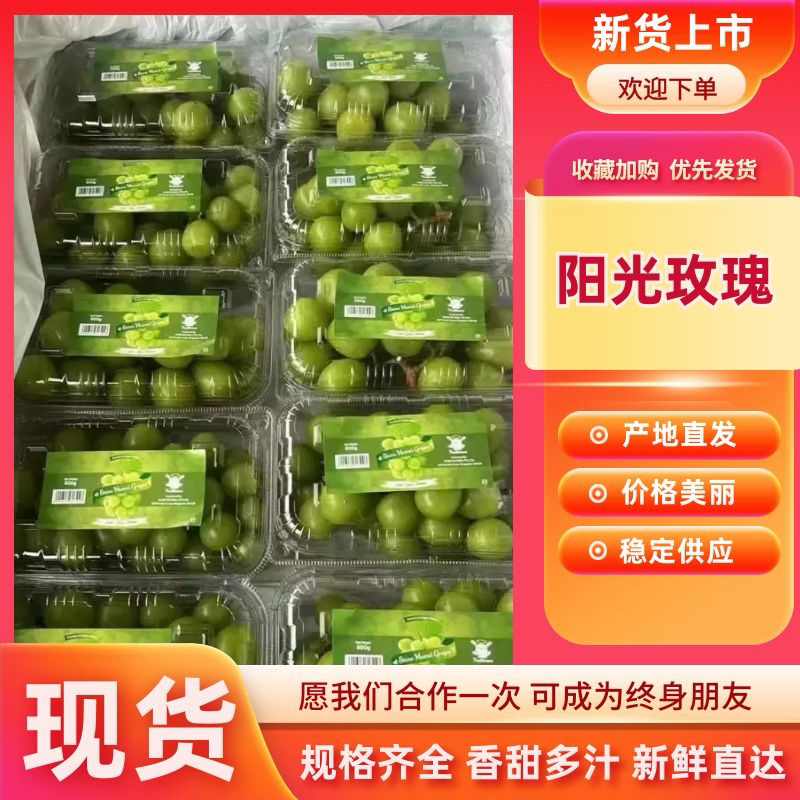 产地直销河北外贸阳光玫瑰对接各大进出口公司渠道货供应