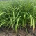 地被常绿萱草芽苗、120杯基地有量、价优，欢迎订购。
