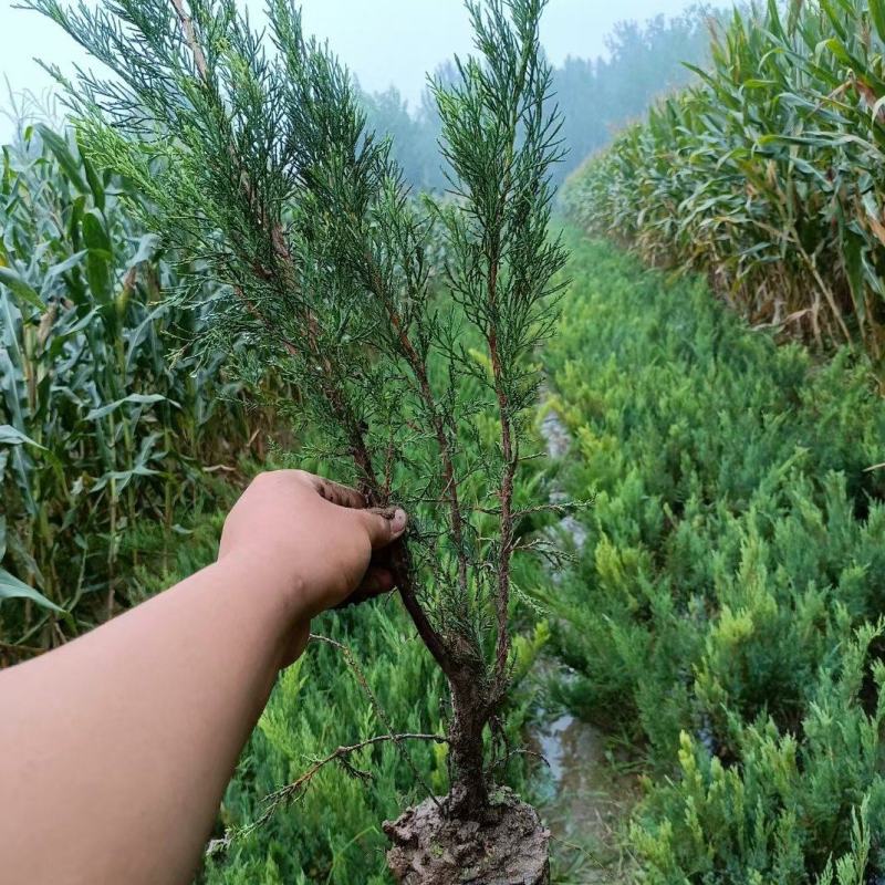 沙地柏，基地直销，量量优惠，自产自销，基地大量现货供应中