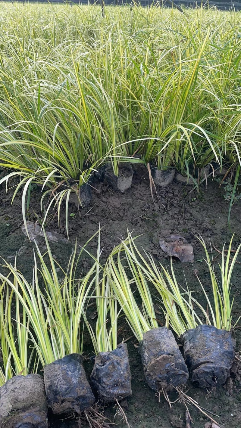 金线石菖蒲地苗、小杯基地有量，价优欢迎订购。