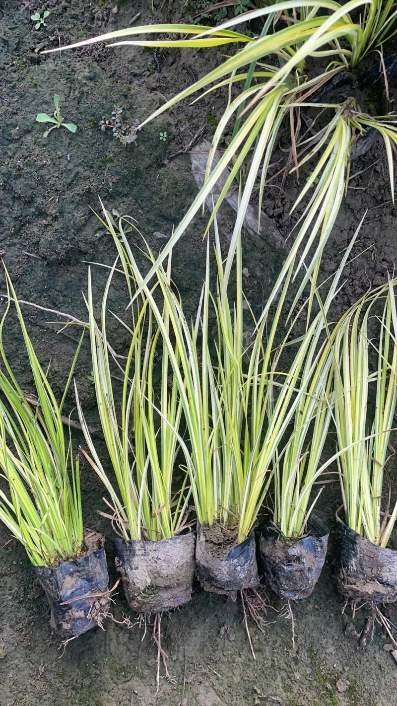 金线石菖蒲地苗、小杯基地有量，价优欢迎订购。