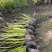 金线石菖蒲地苗、小杯基地有量，价优欢迎订购。