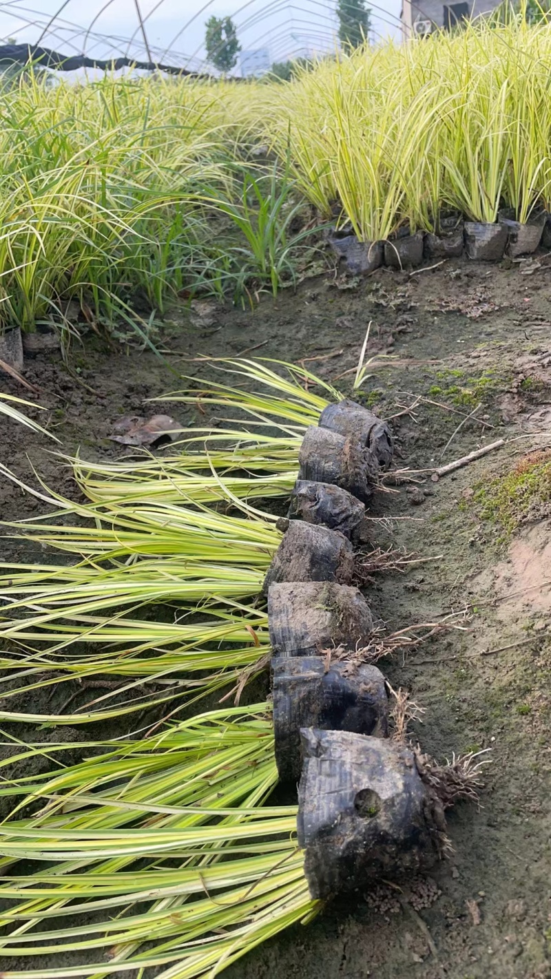 金线石菖蒲地苗、小杯基地有量，价优欢迎订购。