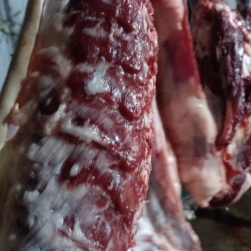 新鲜生驴肉大量供应品质保证现杀现发欢迎来电洽谈咨询