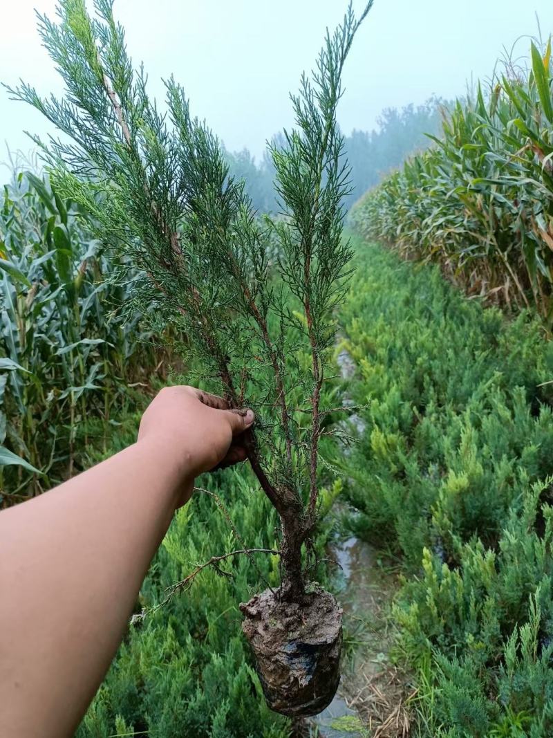沙地柏，基地直销，量量优惠，自产自销，基地大量现货供应中